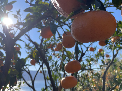 【わけあり】自然栽培 古田温州みかん 10kg 周防大島産