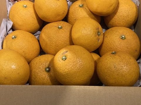 【農薬不使用】　八朔　5㎏