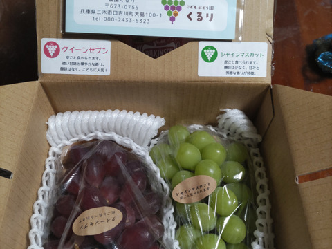 【ご家庭用2～3房】ぶどう食べ比べセット（品種おまかせ／約0.8kg）