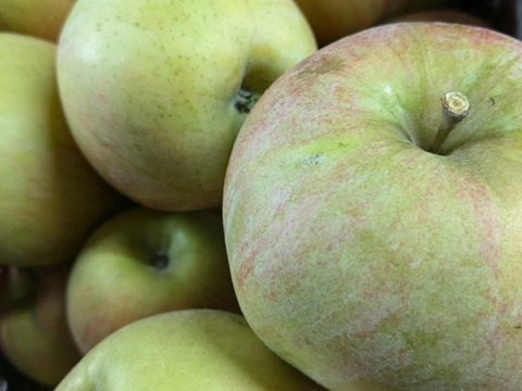 プライスダウン加工用シワシワりんごも入ります🍎10㌔品種おまかせ大玉中玉