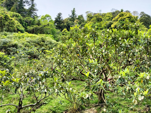 【ビワ農家のおやつ】冷凍房州びわ 450g