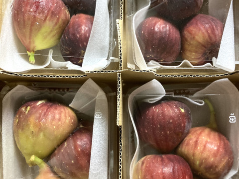【ご家庭用】朝採りいちじく1箱