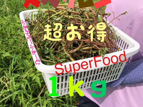 滑莧（すべりひゆ）３抜き苗★オメガ３脂肪酸：ＡＬＡ＆ＥＰＡも含む希少食材🍀葉野菜Ｎｏ１含有量🍀スーパーフード０６／０１～０７／３１