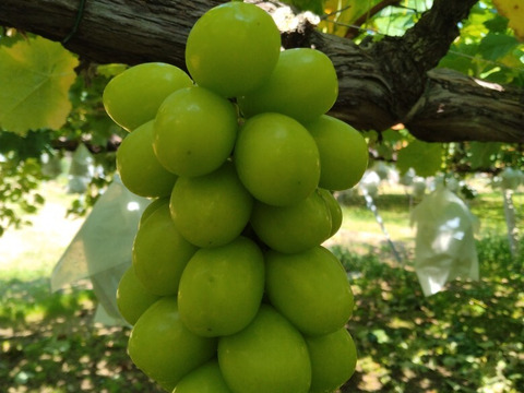 甘みと酸味のバランスが良い「ナガノパープル」4～5房約2ｋｇ