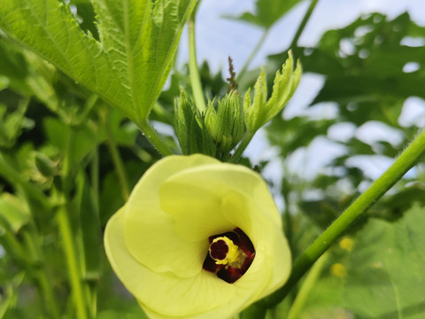 柔らかくネバネバ丸オクラ 800g 【板ずり不要】