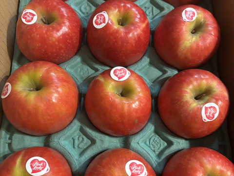 発送中🍎 ピンクレディー®︎3キロ箱  長野県 信州 安曇野 リンゴ 幻 幻のリンゴ 予約 希少 旬 6玉〜16玉サイズ 商品ID42100 ピンクレディー