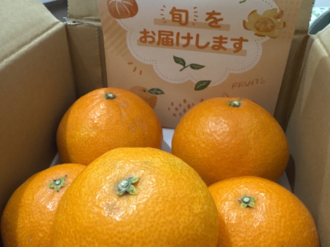 《豊作割引》【家庭用】まどんな 2kg みんなトリコになる“”プルプル“”新食感♡高級柑橘♫愛媛みかん！【冬ギフト】
