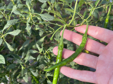 【香りと辛味】熊本県産　ホットパラソル　青唐辛子　１kg