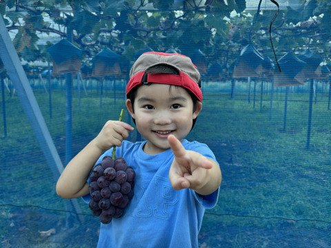 【特秀】岡山県産ピオーネ｜贈答用・大粒黒ぶどう1.0kg（500g×2）