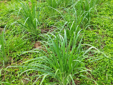 奥出雲産 自家栽培レモングラス 
10g