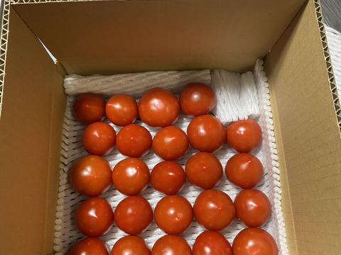 甘くて皮が薄くて食べやすい　福井県産ミディトマト『越のルビー』1Kg！約　1100g入り