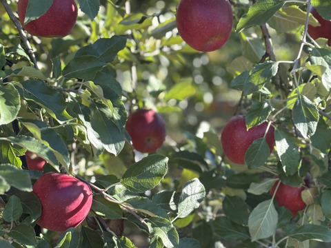 甘酸っぱい紅玉4.5k　16－20個　家庭用　お菓子作りはやっぱり紅玉
