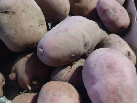 🥔農薬・化学肥料不使用「アンデスレッド」5kg　L～2Lサイズ🥔