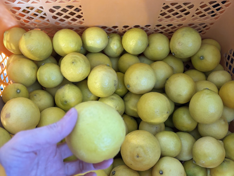 4kg【お買得】香りが良いタヒチライム★防腐剤・ワックス不使用、農薬節減★無選別お徳用