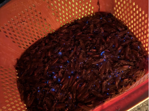 新鮮朝獲れ！獲れたて鮮度を即直送！！《富山湾》🦑生ほたるいか🦑3パック