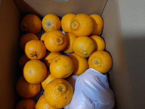 【家庭用】どすこい!!横綱みかん4kg※少々キズあり大小まざり【夜市限定】