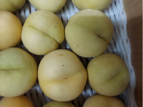 白桃　望月もちづき　生食コンポート用　約3キロ満杯詰　訳あり家庭用