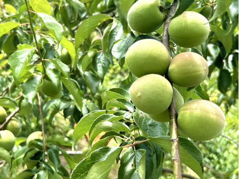 【青梅 約1kg】奈良・吉野の特別栽培梅（品種おまかせ）｜梅しごとにぴったり♪