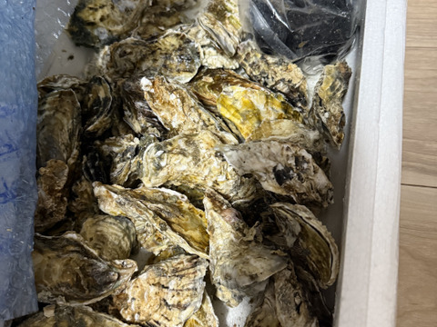 【期間限定10％OFF中】生食用４ｋｇ殻付き 牡蠣 （28~55粒）牡蠣 殻付き牡蠣 殻付き牡蛎 牡蛎 生牡蠣　かき カキ 松島牡蠣屋 BBQに 貝類海産物 オイスター  貝