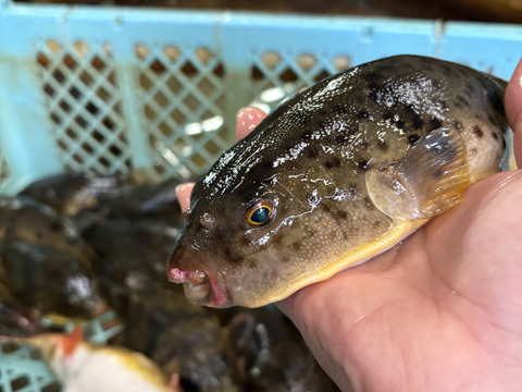 ヒガンフグ　磨き　唐揚げ