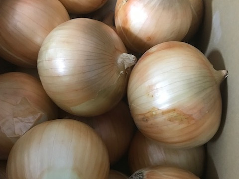 【淡路島産玉ねぎ中生ターザン】 M〜2L 5kg