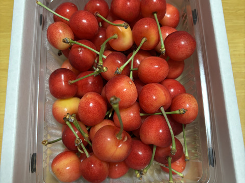 山形県産佐藤錦L、Mサイズ混合2キロ 予約】山形県産 さくらんぼ 佐藤錦 <1kg(500g×2)/秀品 L・2L混合