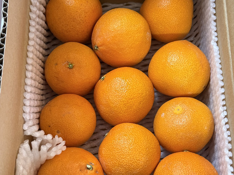 【紅プリンセスと同品種】プリンセス（甘平とまどんなの新品種）２ｋｇ×２箱