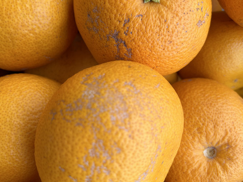 ちょっとワケ有り(一番見栄えの悪い八朔の写真を載せています)、でも子供も喜ぶ大人の味！和歌山の八朔Ｌ&M混載15kg