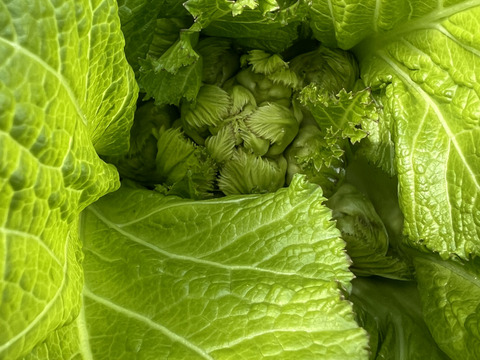 今が旬！まずはお試しつぼみ菜 500g🌱春の期間限定🌸オーガニック有機栽培　Organic Tsubomina