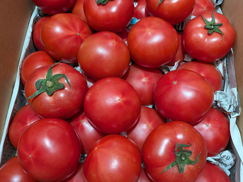 毎食トマト！バクバク食べちゃう栄ちゃんトマト　たくさん入りました。中くらいサイズ6キロ入り　まとめ割り実施中！