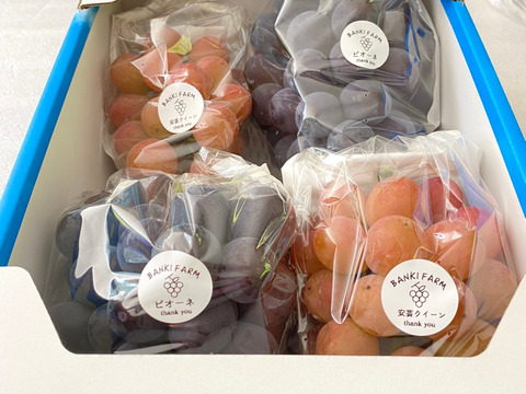 ［5箱限定］#今が旬！安芸クイーンとピオーネ☆☆ご家庭用