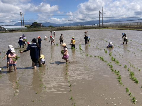 若玄米 - マイ穀オンラインストア｜あなたの元気バランス｜まいこく