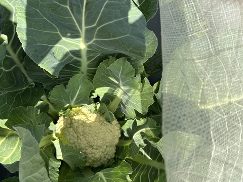 カリフラワーさま専用 やきざかなさん専用 やきざかなさん専用 やきざかなさん専用 ZX｜製品