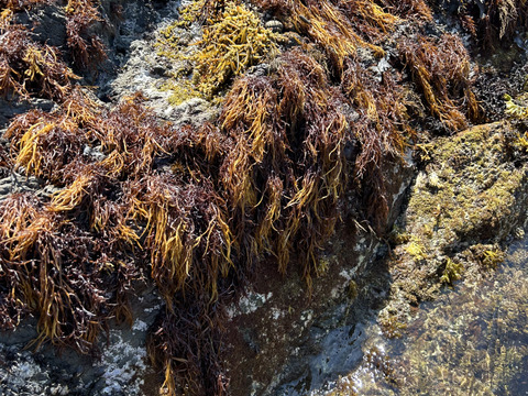 天然1等品！水で戻しそのまま食べれるコリコリと美味しい『新芽ふのり』50g