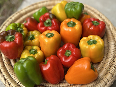 岡山県産　パプリカ1kg詰め合わせ