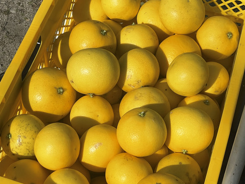 国産グレープフルーツ（ホワイト）　【農薬　防カビ剤　ワックス未使用】
箱込み約1.8キロ　（5個～7個）　酸っぱいです。