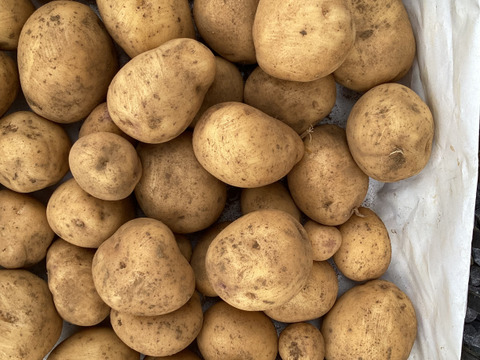 インカのめざめ　新じゃが　訳あり品　サイズミックス　2キロ  　箱込みの重さです！