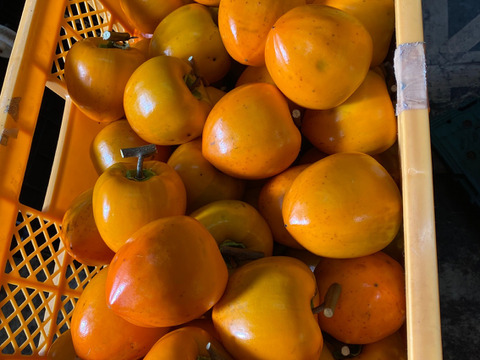 【岐阜県郡上市産】大玉蜂屋柿　干し柿用生渋柿　ご家庭用　約4Kg