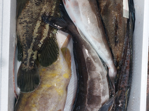 竹コース【知床羅臼直送】船頭にお任せ！鮮魚ボックス（詰め合わせ) 海鮮セット