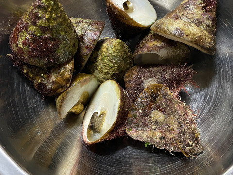 取り立て新鮮！シッタカ貝　しりたか貝　尻高貝　1kg