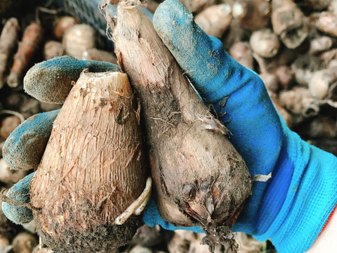 新潟産　土垂里芋1.５kg