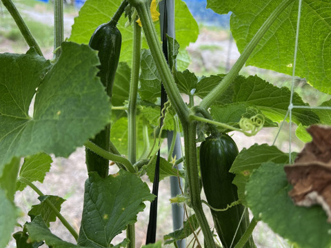 【7周年福袋】淡路島の夏をお届け！夏野菜詰め合わせ（10品）セット  77セット限定【77セット限定】