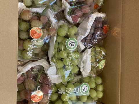 タンポポ農園のブドウたち4.0kg