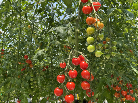 完熟ミニトマト100%ジュース(200mlx6本)　濃厚・甘い・飲みやすい