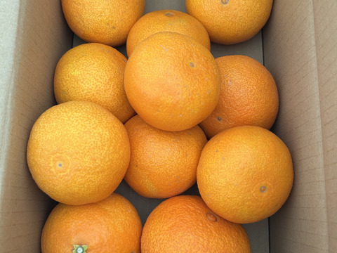 まるでゼリー⁉まどんな(贈答用3kg)