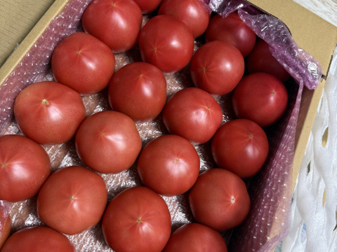 トマト 今が旬!高原トマト80サイズ箱おまかせsize：愛知県産のその他トマト