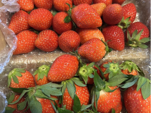 お家でいちご狩り気分!じゅわっと甘い(^^)サイズいろいろ【やよいひめ】1箱 収穫したその日うち新鮮なまますぐに発送 寒冷地でじっくり育てた美味しいいちごです!