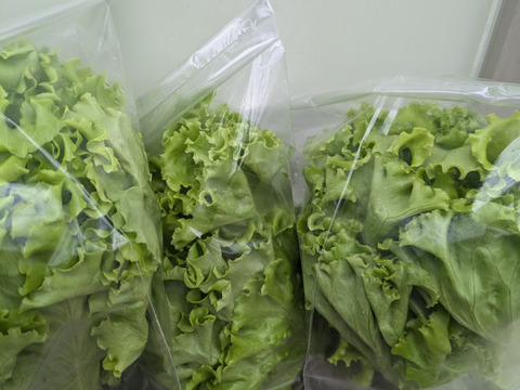 シャキシャキ食感が止まらない！リーフレタス3種の盛り合わせセット☆1キロ☆