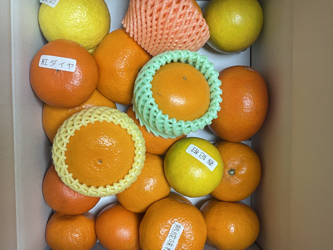【福袋】最新品種多数！史上最大のみかん食べ比べ！こだわり７品種がこの１箱でまるごと楽しめる！「旬のこだわり柑橘食べ比べ玉手箱-虹色-」　ご家庭用　ジャム無　約３kg入　【商品番号】【2002】