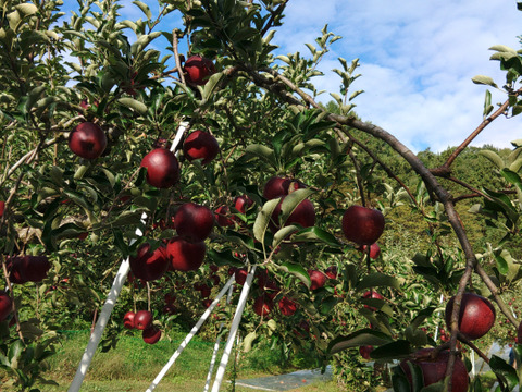 りんご 訳あり🍎秋映🍎 長野県オリジナル品種 三兄弟の長男 5kg 小玉